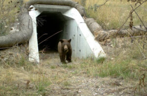 A black bear emerges from a wildlife underpass installed on the Flathead Reservation