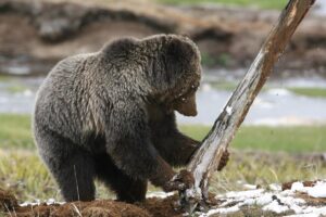 A grizzly bear tips a dead tree near Obsidian Creek in Yellowstone NP - Jim Peaco, NPS