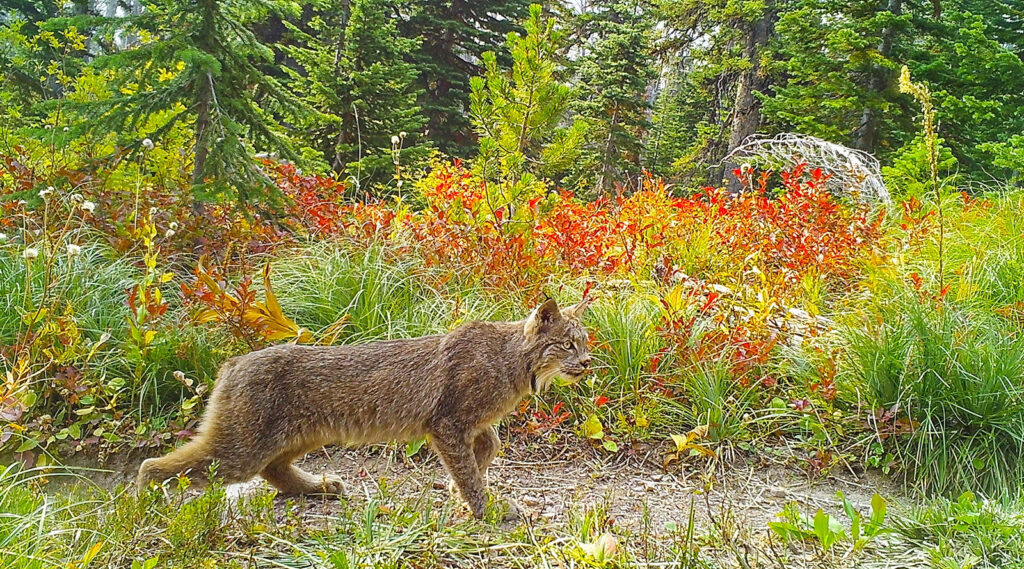 The Missing Lynx Of Glacier Park North Fork Preservation Association the-missing-lynx-of-glacier-park-north-fork-preservation-association