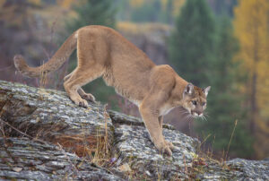 Mountain Lion - US Forest Service